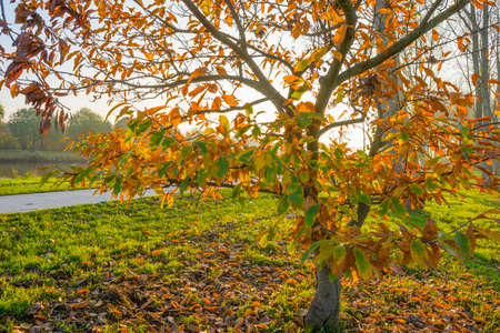 Trees in fall colors along a canal in a green meadow in sunlight at sunset