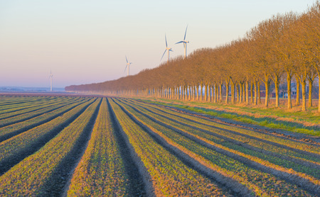 Field with vegetables in sunlight at sunrise in winterの写真素材