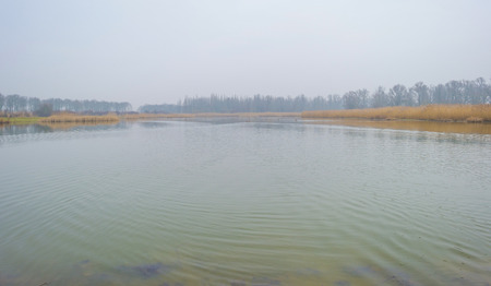 Edge of a foggy lake with reed in sunlight in winterの写真素材