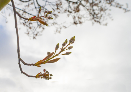 Blossoming tree below a blue sky in sunlight in springの写真素材