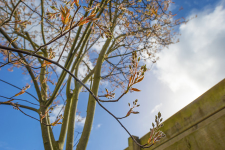 Blossoming tree below a blue sky in sunlight in spring