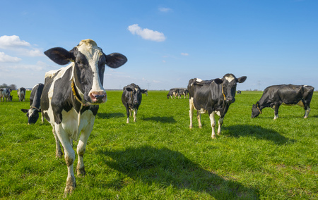 Herd of cows in a green meadow below a blue sky in sunlight in springの写真素材