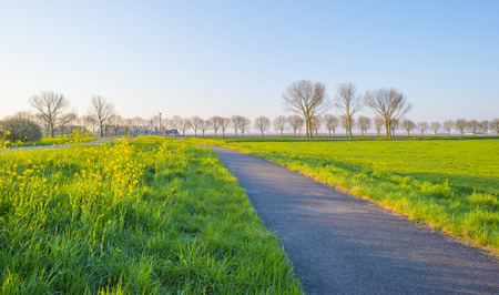Road along a field with flowers below a blue sky at sunrise in springの写真素材
