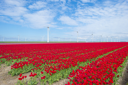 Field with flowers along wind turbines below a blue sky in sunlight in springの写真素材