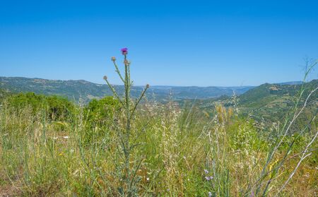 Scenic landscape or green hills and rocky mountains or the island of Sardinia in springの写真素材