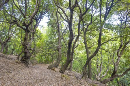 Scenic landscape or green hills and rocky mountains or the island of Sardinia in springの写真素材