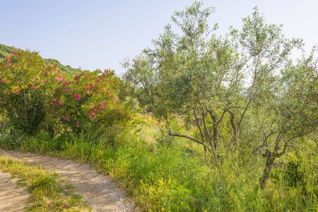 Scenic landscape or green hills and rocky mountains or the island of Sardinia in springの写真素材