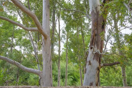 Scenic landscape or green hills and rocky mountains or the island of Sardinia in springの写真素材