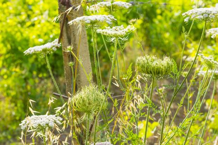 Green vineyard in the hills or the island of Sardinia in sunlight in spring