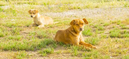 Two dogs lying in the grass or a field in sunlight in spring