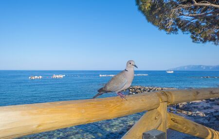 Beaches of the island of Sardinia in the Mediterranean Sea in sunlight in spring