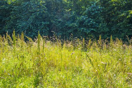 Trees in a green field below a blue sky in sunlight in summerの写真素材