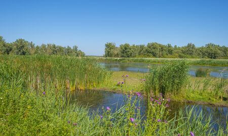 The edge of a pond with a green grassy field below a blue sky in sunlight in summer