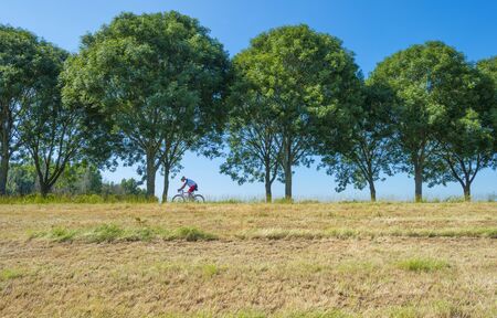 Green trees along a road below a blue sky in summer sunlightの写真素材