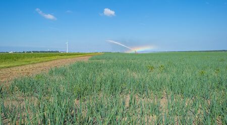 Rainbow in a field with vegetables irrigated by a traveling sprinkler in sunlight in summerの写真素材