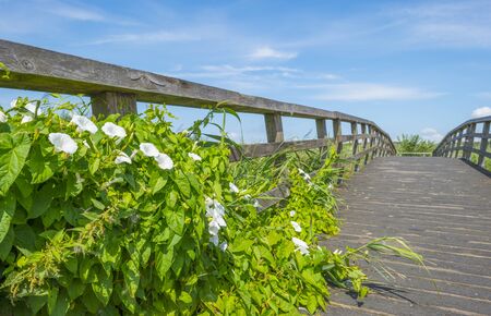 Wooden bridge over a canal in the countryside below a blue cloudy sky in sunlight in summerの写真素材