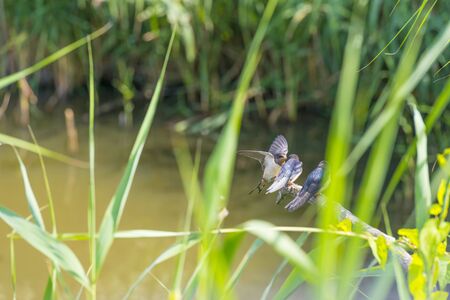 Swallows along the edge of a lake with drove in summerの写真素材