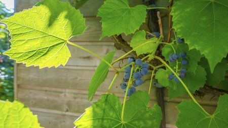 Vine with grapes in a garden in sunlight in summerの写真素材