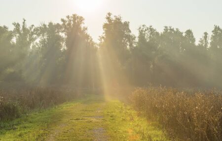 Foliage of deciduous trees in a field in sunlight at sunrise in summerの写真素材