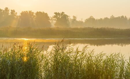 Reed along the edge of a foggy lake below a blue sky at sunrise in summerの写真素材
