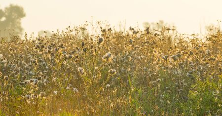 Wild flowers in a field or a natural park at summer sunriseの写真素材
