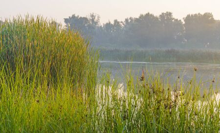 Reed along the edge of a foggy lake below a blue sky at sunrise in summerの写真素材