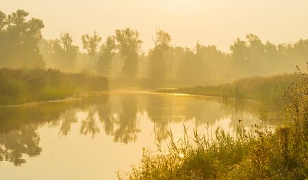 Reed along the edge of a foggy lake below a blue sky at sunrise in summerの写真素材