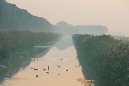 Ducks in a canal through the countryside at sunrise in summerの写真素材