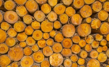 Stack of tree trunks in a sunny forest in summerの写真素材