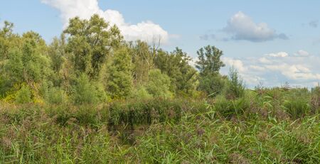 The edge of a pond with a green grassy field below a cloudy blue sky in sunlight in summerの写真素材