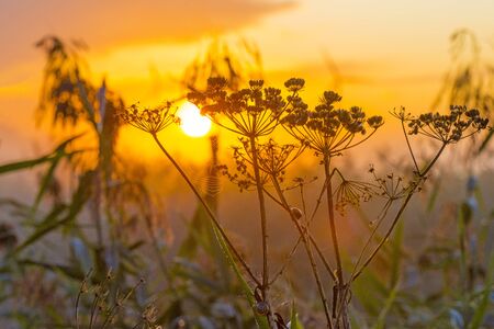 Wild flowers in a foggy field or natural park at sunrise in summerの写真素材