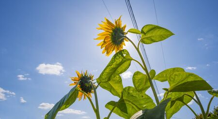 Sunflowers in a green grassy field below a blue cloudy sky in sunlight at fallの写真素材