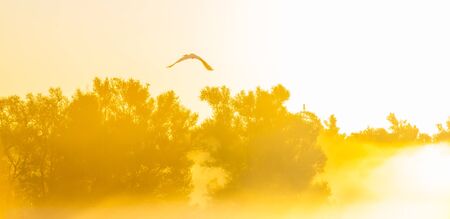 Bird flying in an yellow sky at sunrise in autumnの写真素材