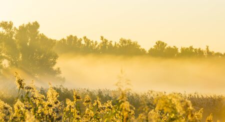 Reed along the edge of a lake in sunlight at sunrise in autumnの写真素材