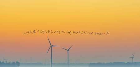 Birds flying over a field with wind turbines at sunrise in autumn