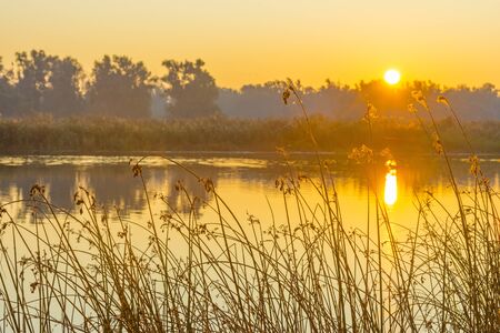 Reed along the edge of a lake in sunlight at sunrise in autumn