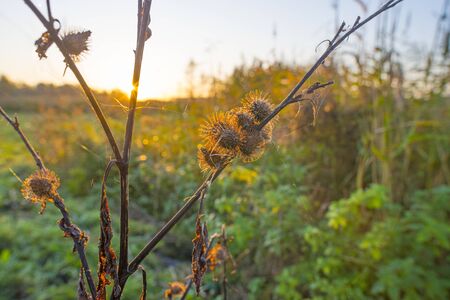 Thistle in a field along at sunrise in autumnの写真素材