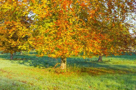 Trees in fall colors in a green grassy field in sunlight in autumn