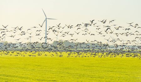 Birds flying over a field with wind turbines in sunlight at fall
