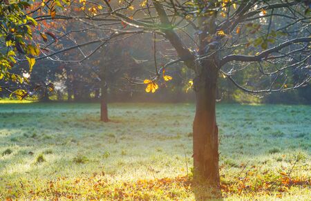 Trees in fall colors in a green grassy field in sunlight in autumn