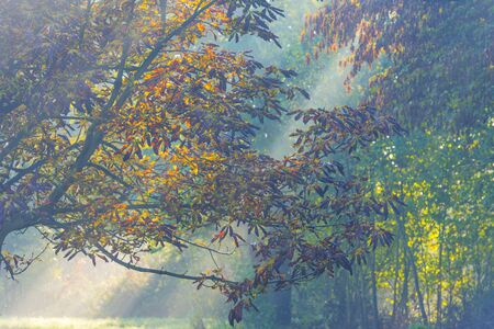 Trees in fall colors in a green grassy field in sunlight in autumn