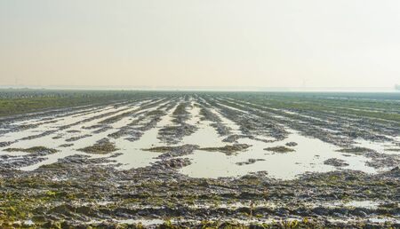 Birds in an agricultural field in sunlight at fall