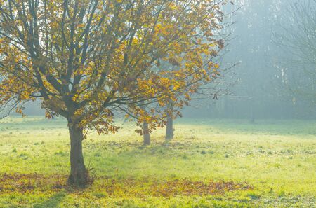 Trees in fall colors in a green grassy field in sunlight in autumnの写真素材