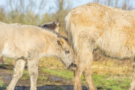 Horse in a field with a horse in a natural park in sunlight in winterの写真素材