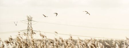 Flock or geese flying in formation in the sky or a natural park in winterの写真素材