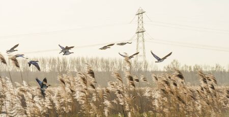 Flock or geese flying in formation in the sky or a natural park in winterの写真素材