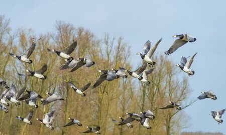 Flock or geese flying in formation in winter in the sky or a natural park,の写真素材