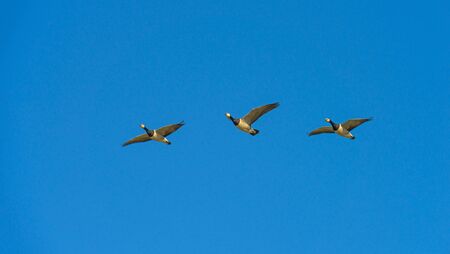 Flock of geese flying in the sky or a natural park in winterの写真素材