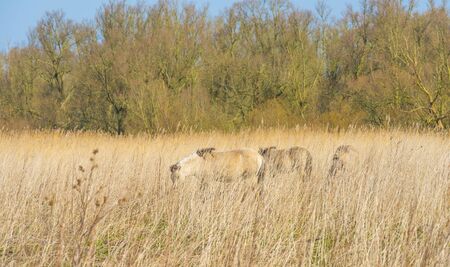 Horses in a field with a horse in a natural park in sunlight in winterの写真素材