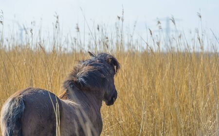 Horse in a field with a horse in a natural park in sunlight in winterの写真素材